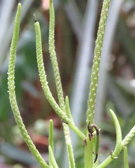 Peperomia vestita
