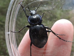 Carabus finitimus