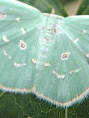 Comostola subtiliaria