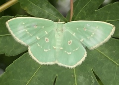 Comostola subtiliaria