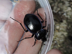 Carabus finitimus