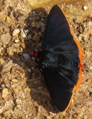 Pyrrhopyge