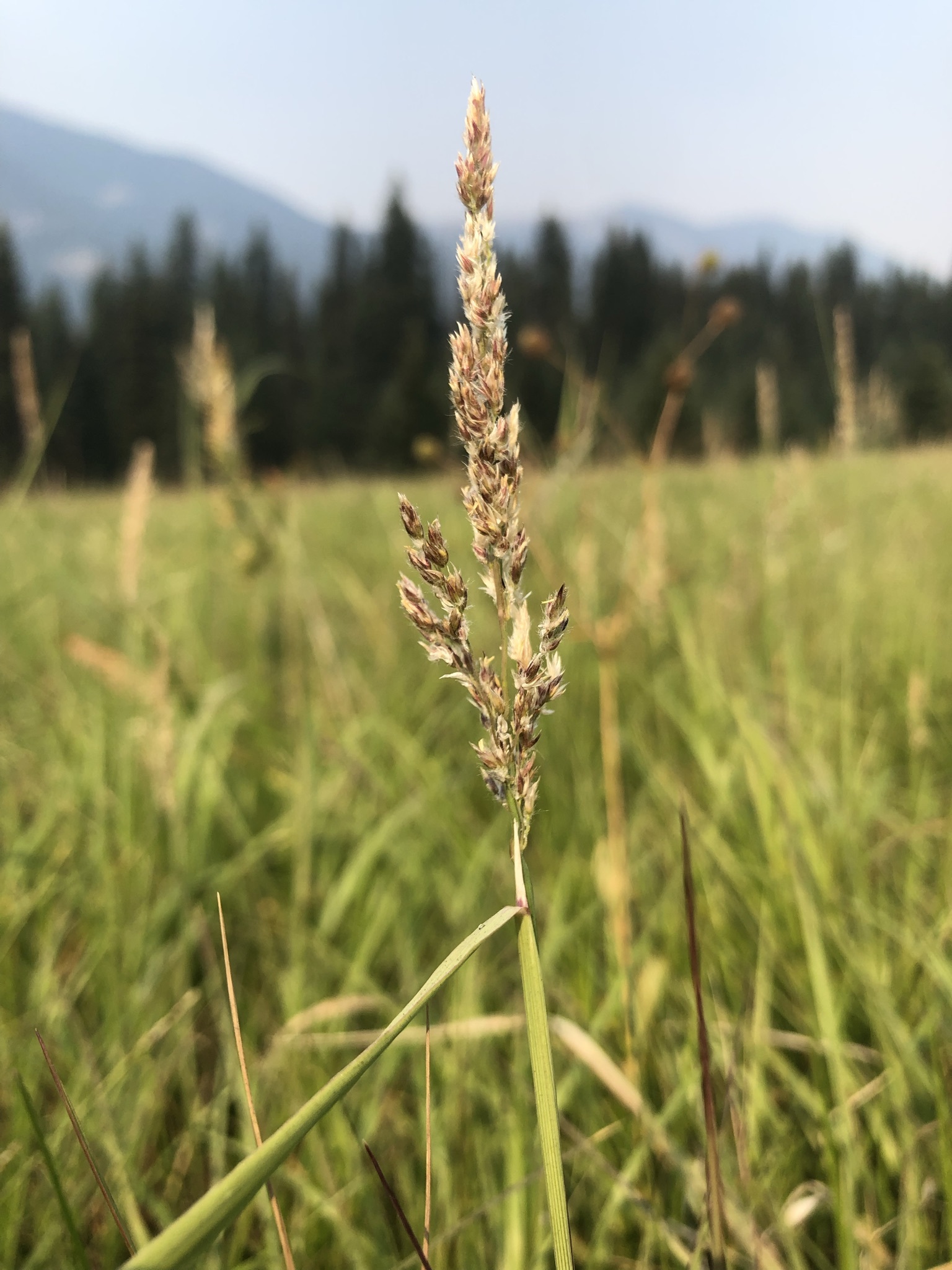 Calamagrostis stricta ssp. inexpansa
