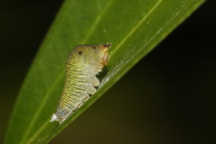 Graphium sarpedon connectens