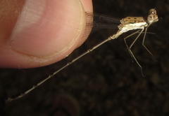 Lestes pinheyi