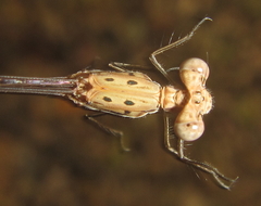 Lestes pinheyi
