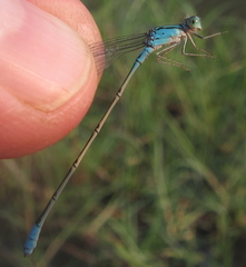 Pseudagrion coeleste