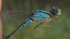 Pseudagrion coeleste
