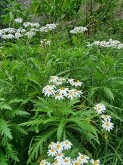 Argyranthemum pinnatifidum image