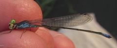 Pseudagrion deningi