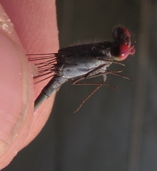 Pseudagrion sublacteum