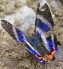 Rhetus dysonii