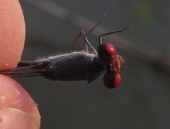 Pseudagrion sublacteum