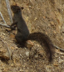 Sciurus ignitus