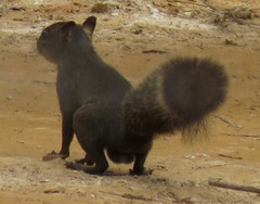 Sciurus ignitus