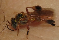 Tetragona