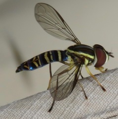 Toxomerus saphiridiceps