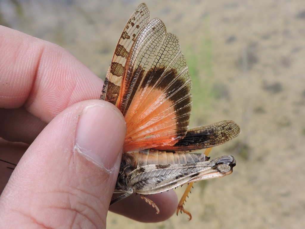 Wrinkled Grasshopper