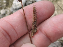 Bouteloua pectinata