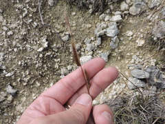 Bouteloua pectinata