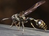 Zethus smithii - Photo (c) Rich Hoyer, some rights reserved (CC BY-NC-SA), uploaded by Rich Hoyer