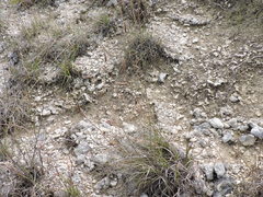 Bouteloua pectinata