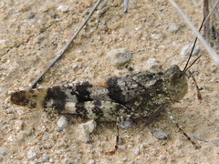 Spharagemon