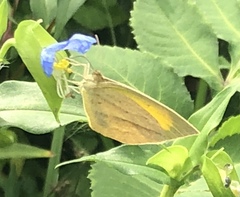 Eurema laeta