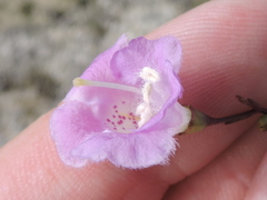 Agalinis edwardsiana