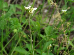 Heliophila meyeri
