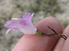 Agalinis edwardsiana