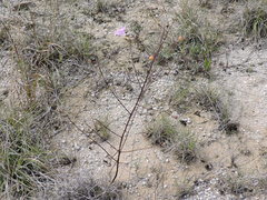 Agalinis edwardsiana