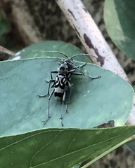 Chlorophorus macaumensis