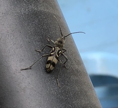 Chlorophorus macaumensis