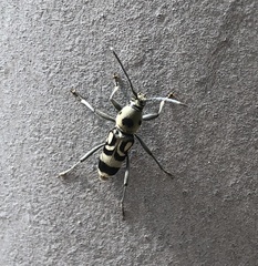 Chlorophorus macaumensis