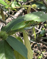 Chlorophorus reductus