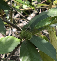 Chlorophorus reductus