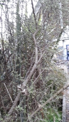Olearia bullata