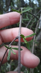 Olearia bullata