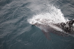 Lagenorhynchus albirostris