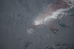 Lagenorhynchus albirostris