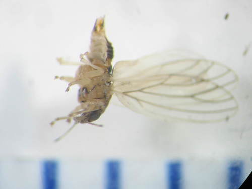 Aphalaridae
