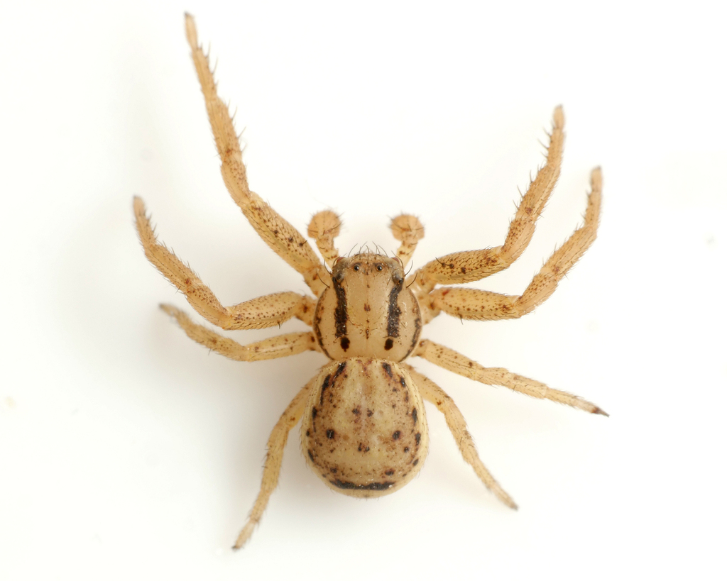 Xysticus erraticus