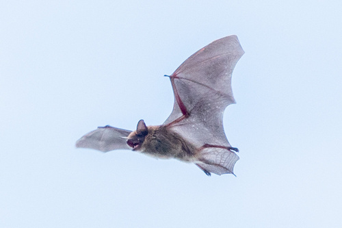 Big Brown Bat photographed in Virginia