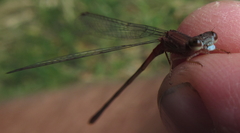 Ceriagrion katamborae