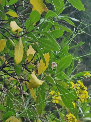 Sinapidendron frutescens