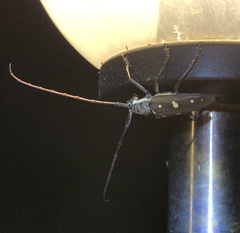 Batocera rubus