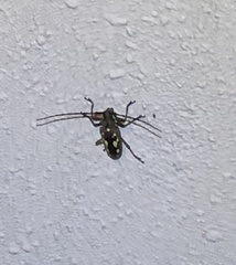 Batocera rubus