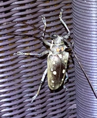Batocera rubus
