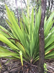 Doryanthes excelsa